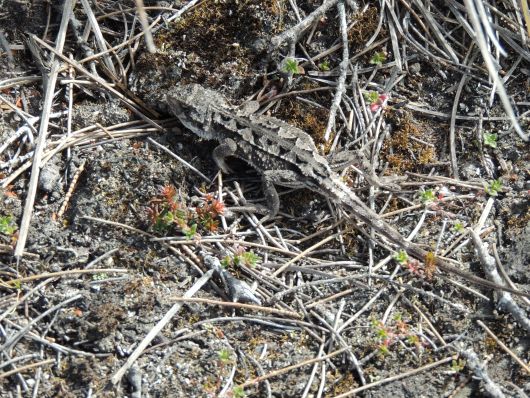 Lizard near Archers Knob